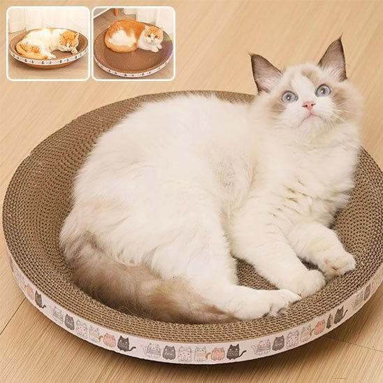 griffoir rond creux avec un chat a interieur et 2 fenetre avec 2 chats