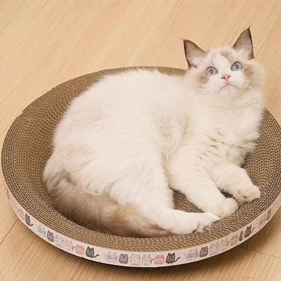 griffoir rond creux avec un chat a interieur