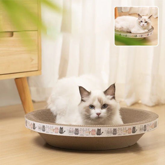 griffoir rond creux avec un chat regardant en face avec une fenetre et 1 chat