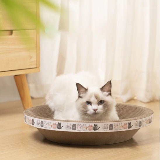 griffoir rond creux avec un chat regardant en face